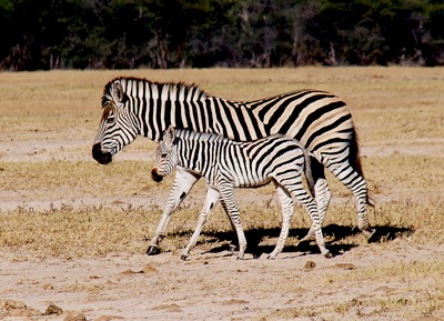 GEO_1602.1.Zebra.n.baby copy